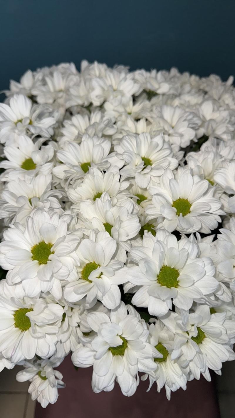 Хризантема «Баккарди»