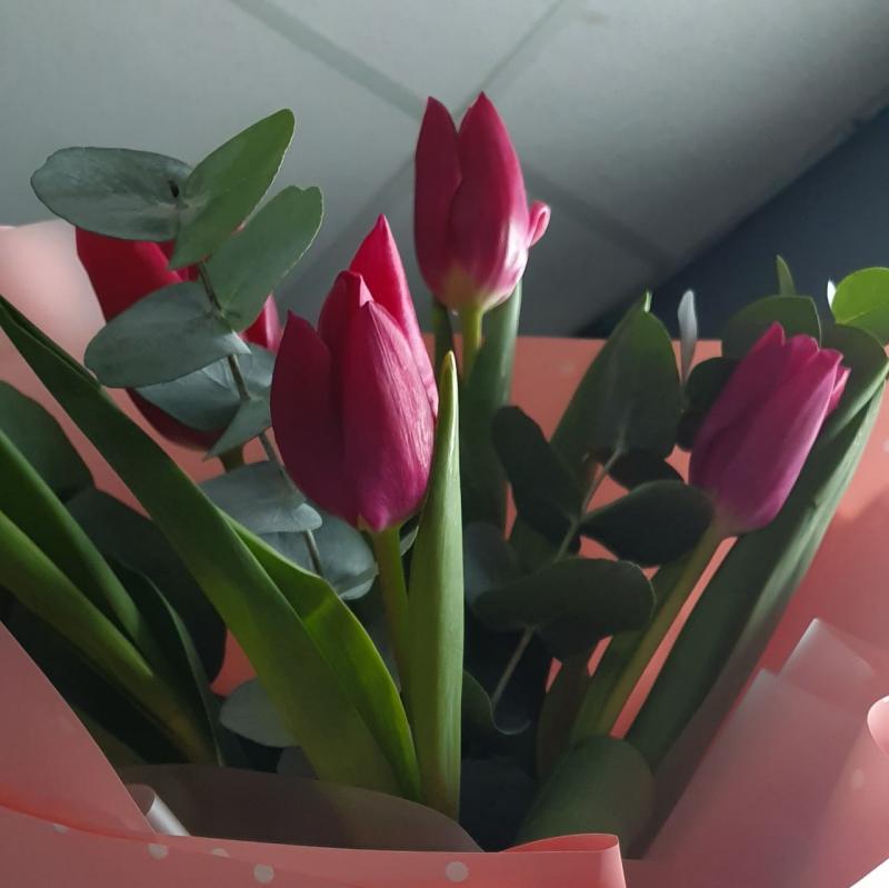 Нежный тюльпан 