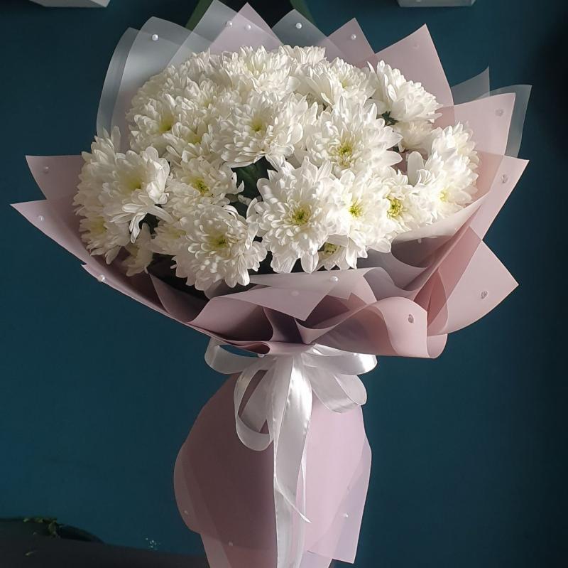 Нежная Хризантема «Балтика»